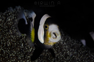 A H H 
Nemo with parasite(Ocellaris clownfish)
Bali (Pa... by Irwin Ang 